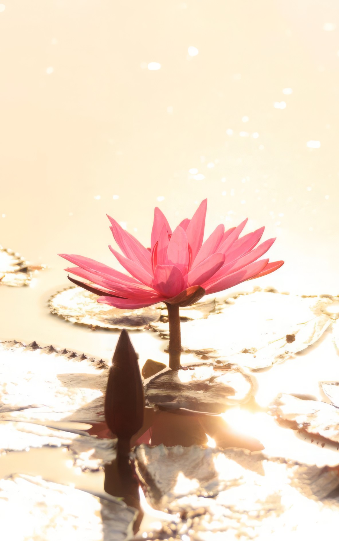 Pink Lotus Flower